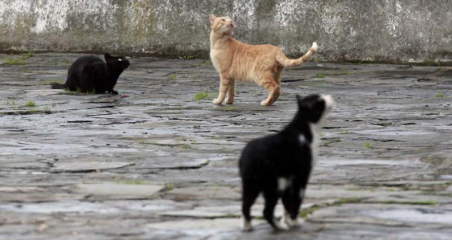 Un parlamentario surcoreano propone una ley para prohibir el consumo de perro y gato