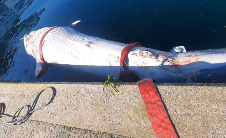 Aparece el cadáver de una ballena azul en la ría de Vigo