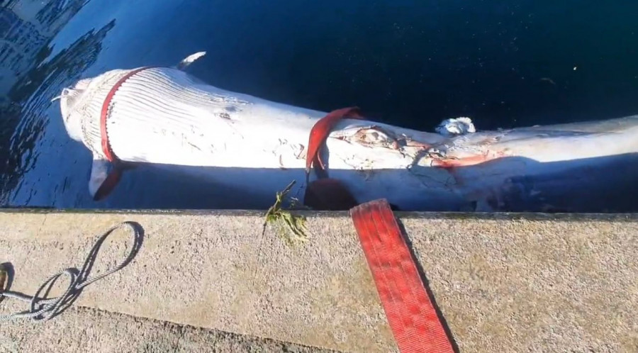 Aparece el cadáver de una ballena azul en la ría de Vigo