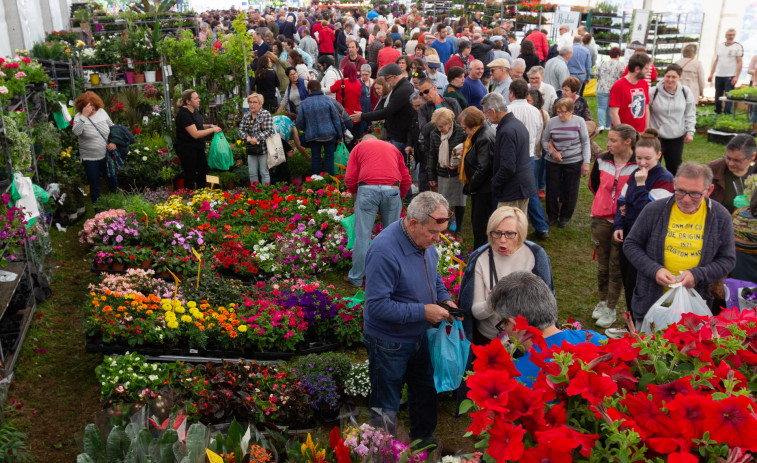 La Feira da plantación vuelve este domingo a San Sadurniño con 46 puestos