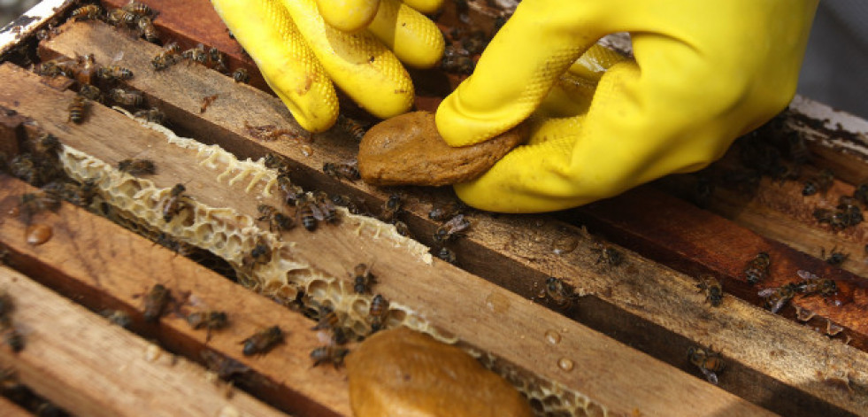 Muere un hombre 63 años por un ataque de abejas en Teruel