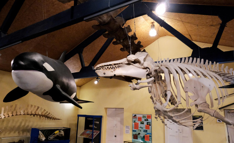 A candorca de Burela revive no Museo da Sociedade Galega de Historia Natural