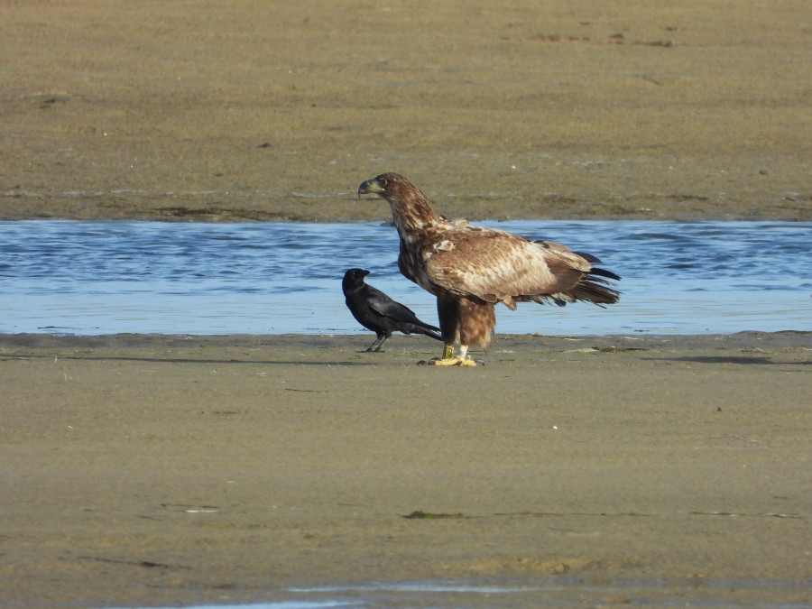 Avistado en A Frouxeira un ejemplar de pigargo, que amenaza a la fauna autóctona