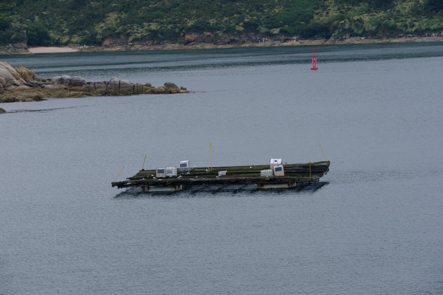 Mazazo al marisqueo tras la aparición de toxina en la batea del puerto exterior de Ferrol