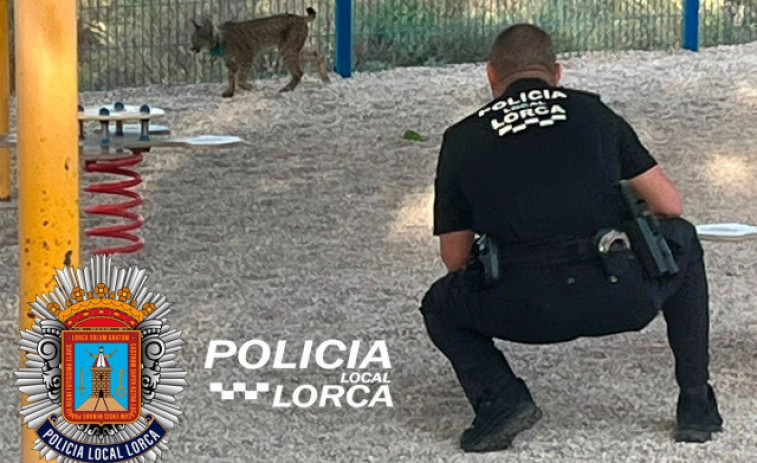 Aparece un lince en el patio de una guardería de Lorca