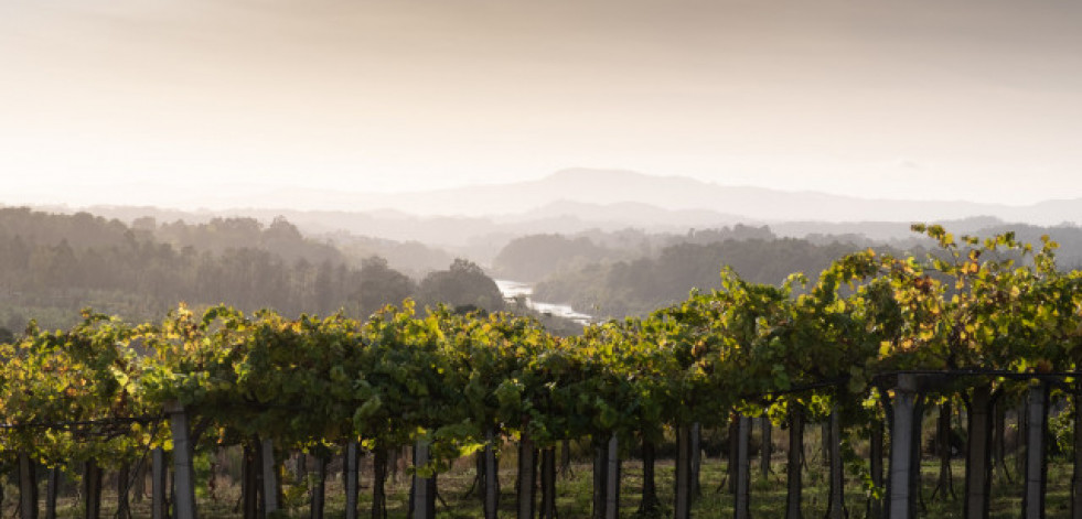 La nueva añada de Nora Albariño: sutil y cremosa