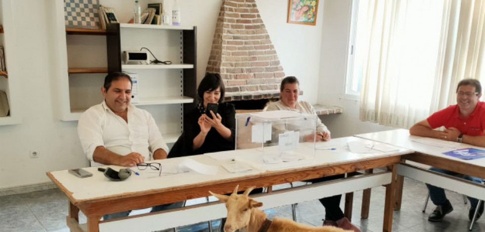 Una cabra se cuela en el colegio electoral de Setecoros en Valga