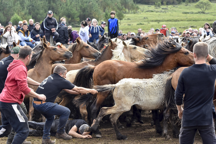 O curro da Capelada prepárase para recibir o domingo ás bestas na tradicional Rapa