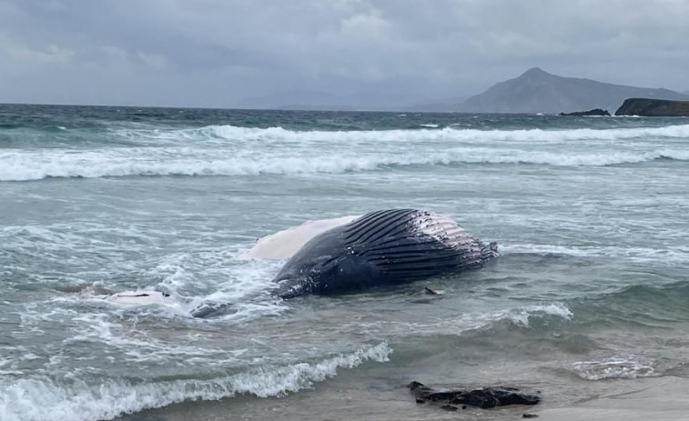Aparece varada una ballena jorobada de grandes dimensiones en la playa ferrolana Marmadeiro