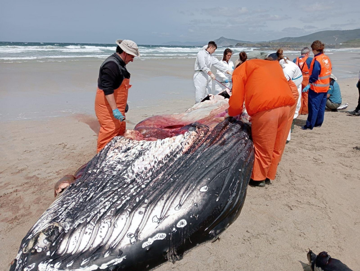 Ballena Marmadeiro