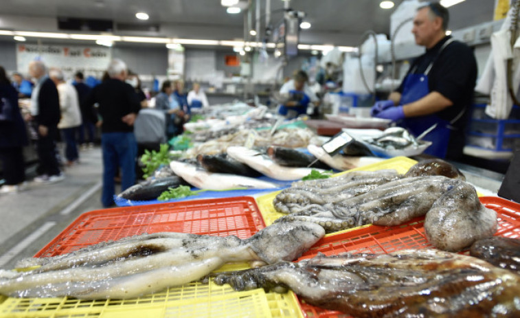 Galicia vuelve este lunes a extraer pulpo