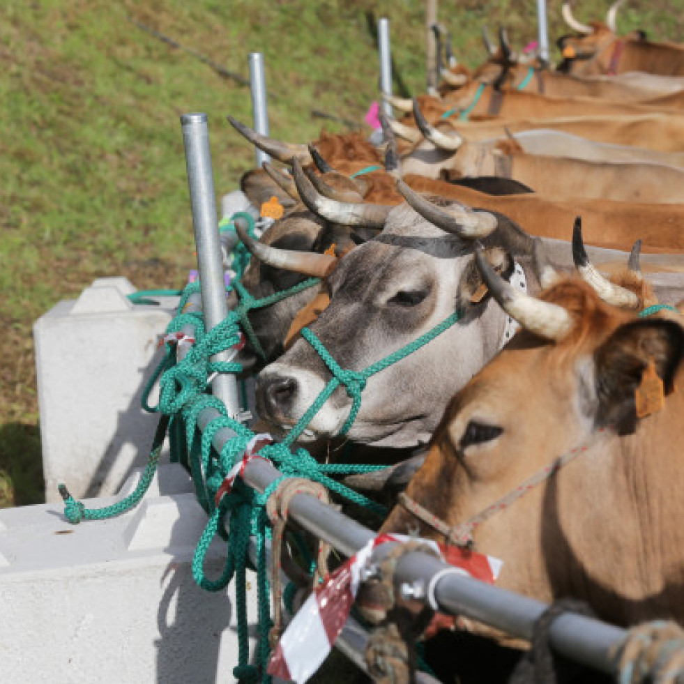 EuropaPress 5195387 vacas tercera edicion feria defensa ganado montana 13 mayo 2023 cervantes lugo 1