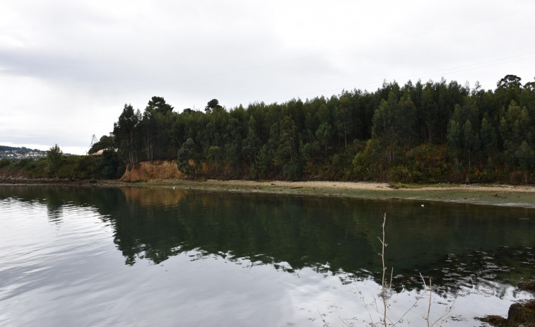 La ría de Ferrol perdió en cinco años casi el 20% de sus permisos de marisqueo a pie