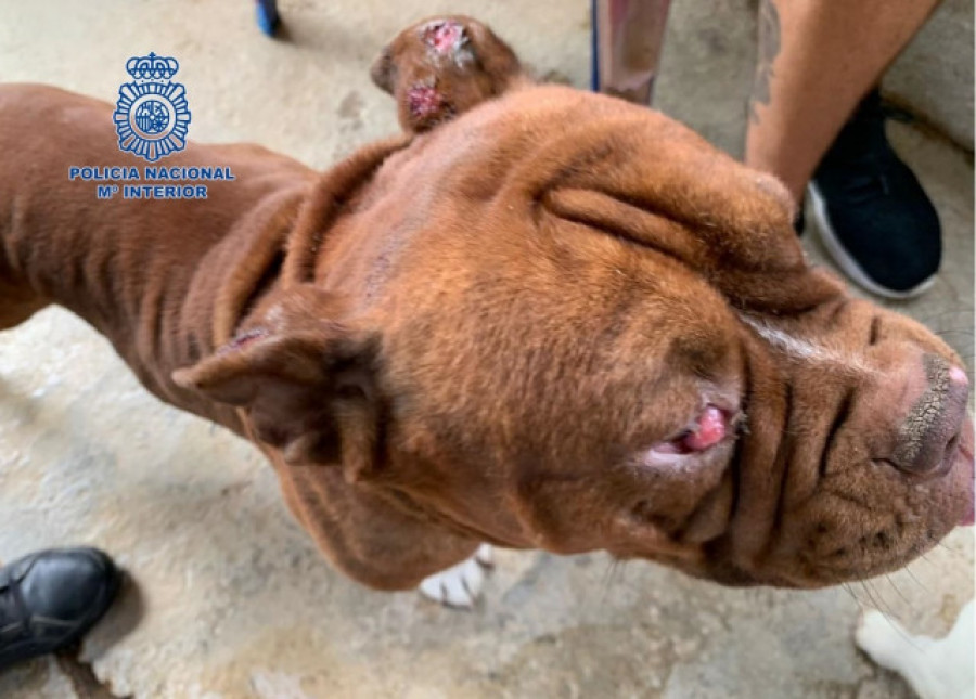 La Policía Nacional libera a 140 perros en pésimas condiciones en dos criaderos ilegales en Mijas