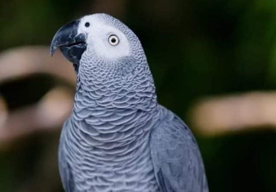 Buscan a un loro desaparecido en la parroquia ferrolana de A Cabana