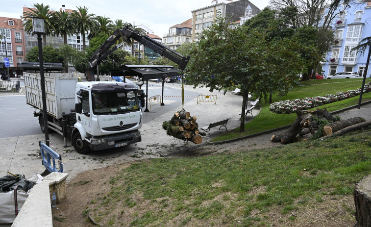 Amboage pierde su segundo cedro, talado por daños en su estructura