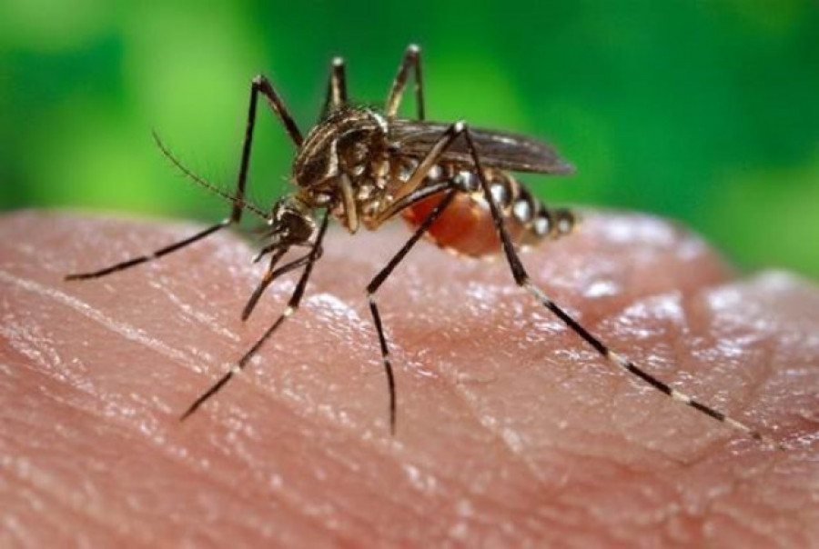 Detectan en Málaga un aumento de los mosquitos transmisores del virus del Nilo Occidental