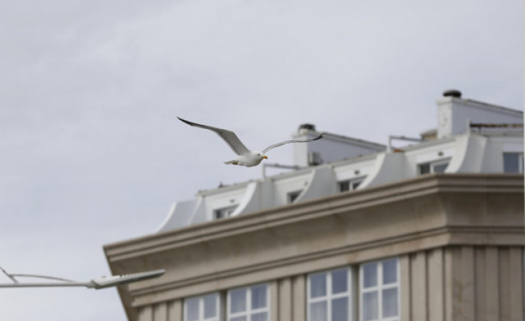 Las gaviotas patiamarillas del Mediterráneo son más grandes que las del Cantábrico