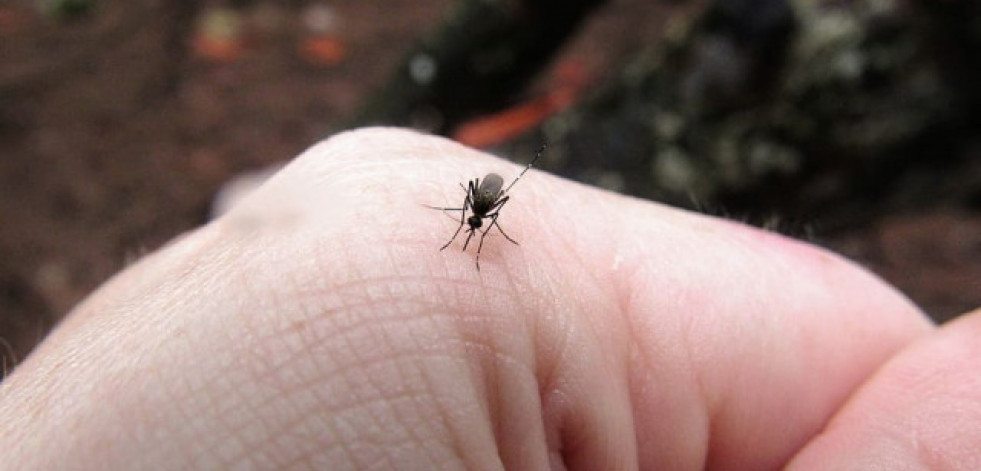 Picaduras y repelentes de insectos