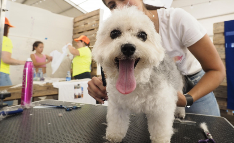 Equiocio incorpora talleres de cuidados básicos de mascotas