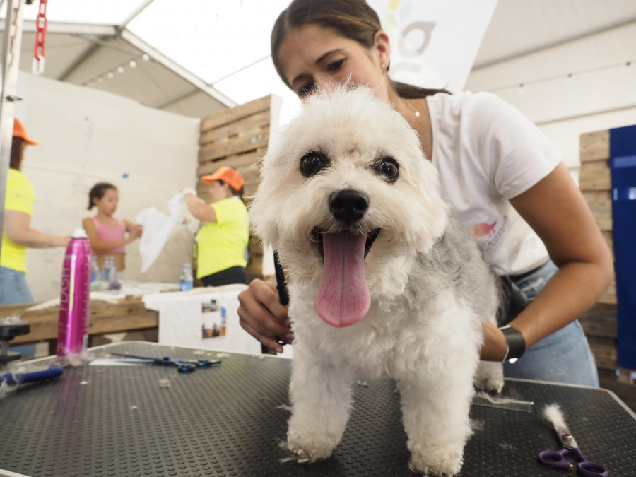 Equiocio incorpora talleres de cuidados básicos de mascotas