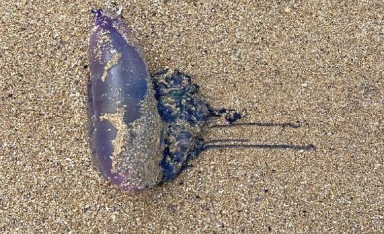 O Concello de Ferrol alerta da presenza de medusas veleiro nos areais da cidade