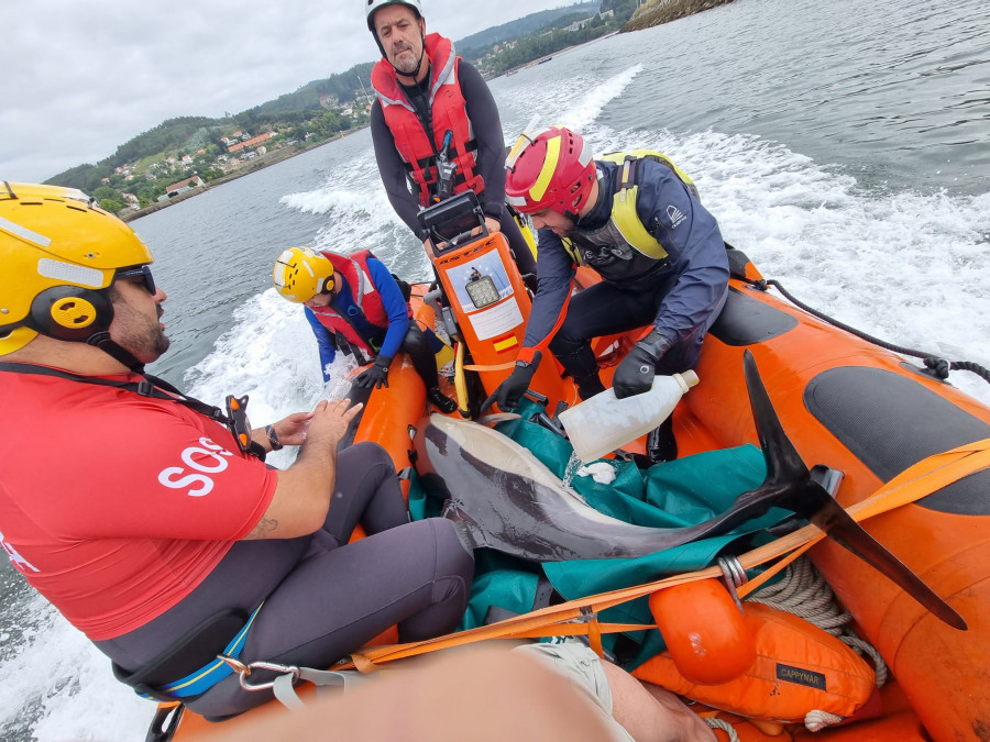 Protección Civil asiste a una manada de 15 delfines que  no lograban salir de la ría