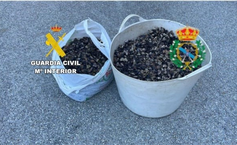 Decomisan 34 kilos de percebe en la costa de Ferrol