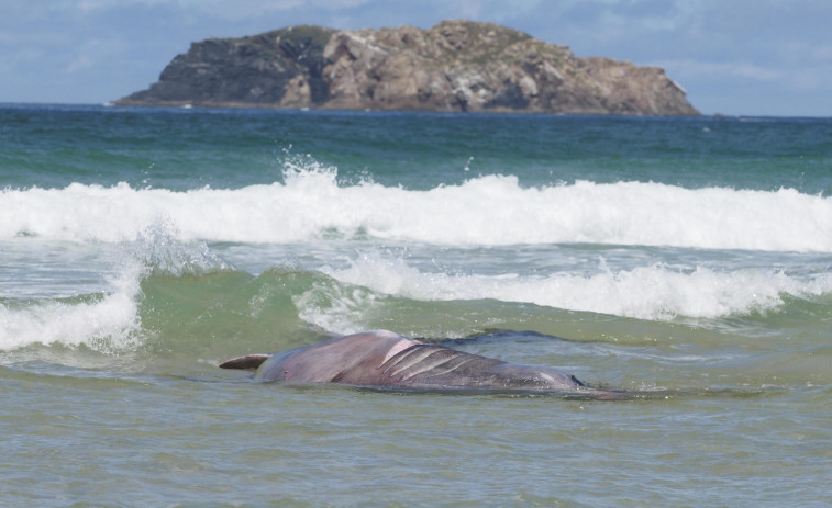Localizada en la playa de Doniños una cría de tiburón peregrino varada