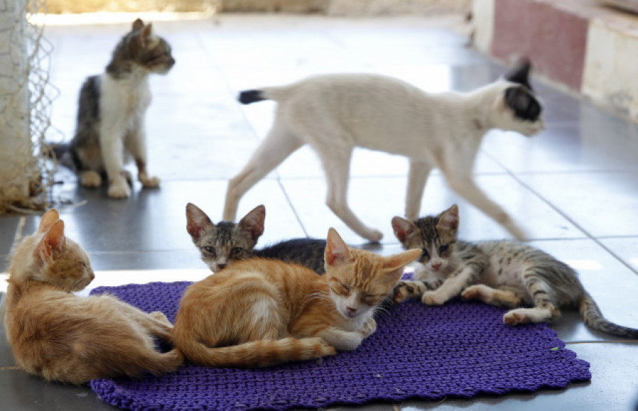 La revolución "catsitter": Cuidadores que miman gatos a domicilio