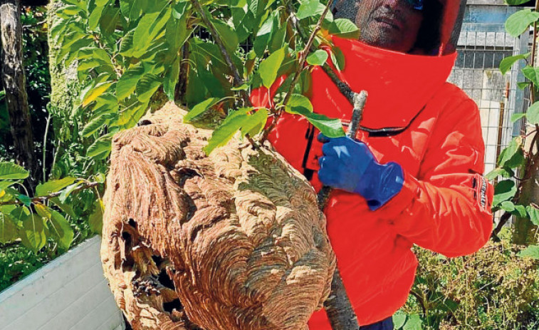 La Xunta pone trampas geolocalizadas contra las velutinas donde encontraron nidos otros años