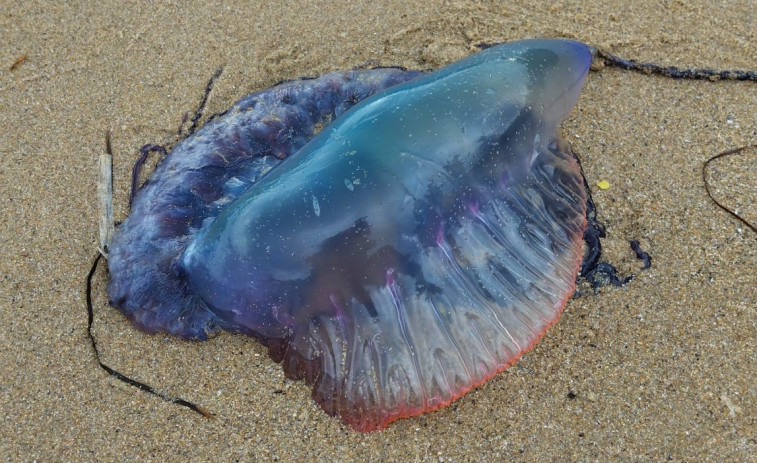 Decenas de carabelas portuguesas invaden los arenales de Meirás y A Frouxeira