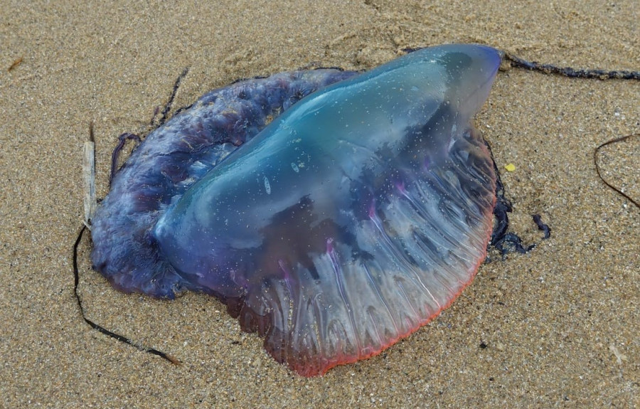 Decenas de carabelas portuguesas invaden los arenales de Meirás y A Frouxeira