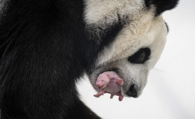 Nace por primera vez un cachorro de oso panda en el Zoológico de Moscú