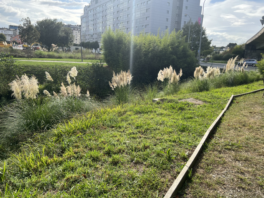 Alerta por la proliferación de “plumachos” en el río Freixeiro, en Narón