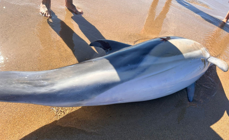 Aparecen tres delfines muertos en la playa de A Frouxeira, en Valdoviño