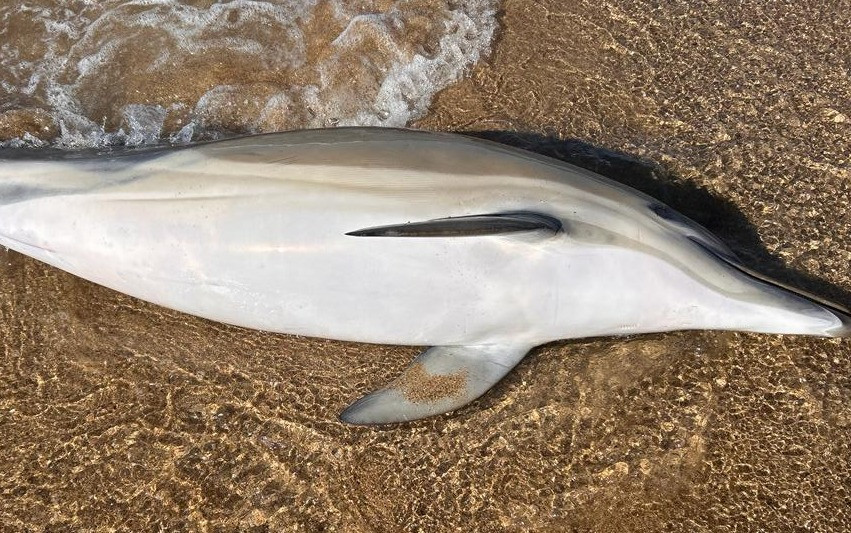 Delfines varados Valdoviu00f1o