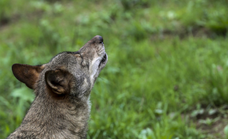 La Xunta aportó más de 700.000 euros a ganaderos para compensar ataques de lobos en 2023