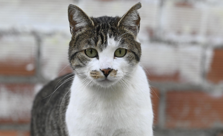 Narón incrementa en un 135% la identificación felina en el municipio en menos de un mes