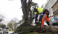 Comienza la plantación de flor de temporada y poda de árboles