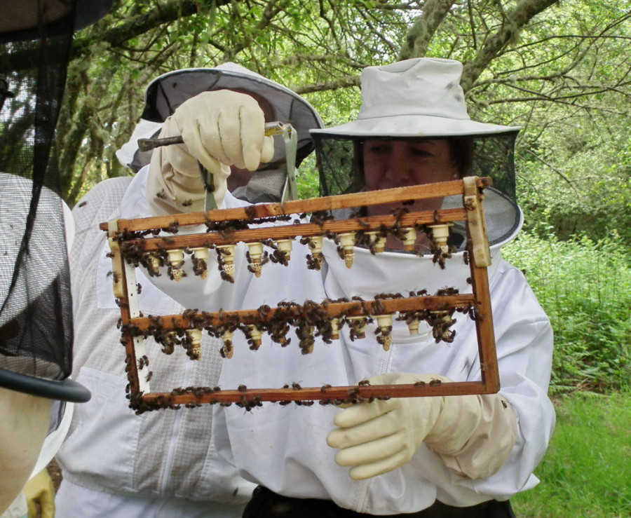La Casa do Mel celebra mañana su 20º aniversario con las “Xornadas de apicultura do Eume”