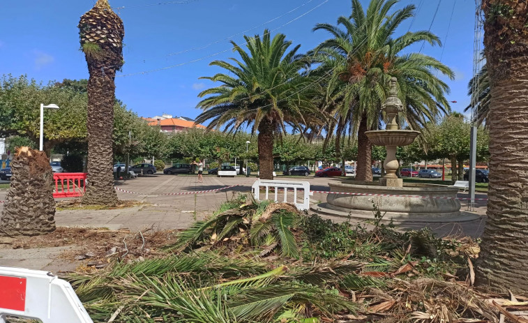 Cariño mejora la visibilidad en la Avenida da Constitución con la poda de una treintena de árboles