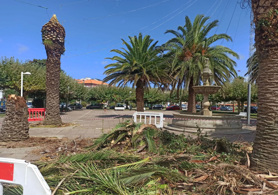 Cariño mejora la visibilidad en la Avenida da Constitución con la poda de una treintena de árboles