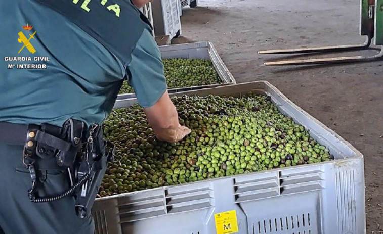 Intervenidas 91 toneladas de aceituna y 400 litros de aceite en Sevilla
