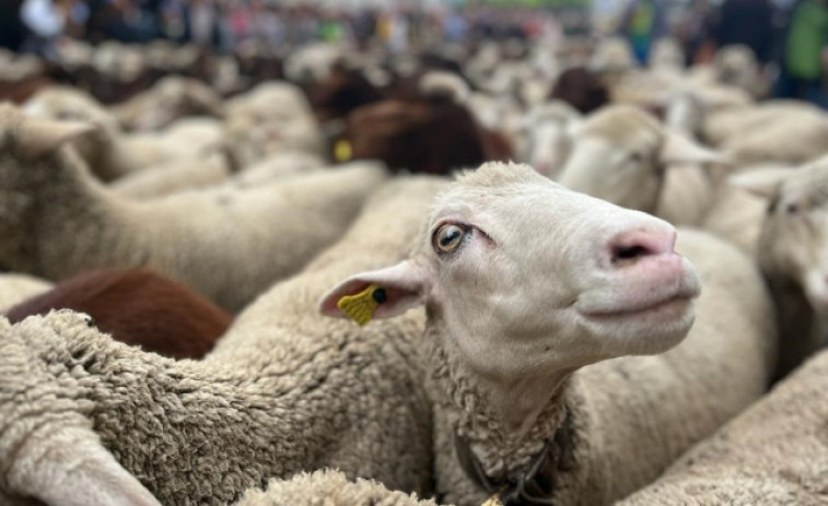 Mil ovejas y cabras inundan Madrid pastoreadas por primera vez por una mujer