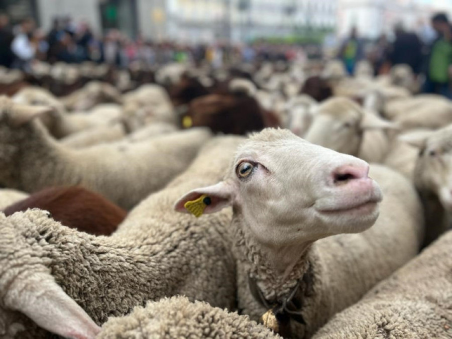 Mil ovejas y cabras inundan Madrid pastoreadas por primera vez por una mujer