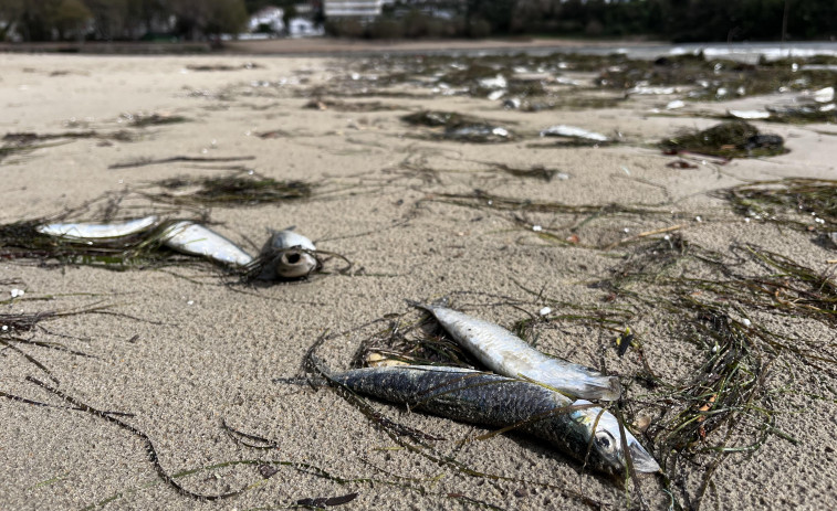 La Consellería do Mar investiga la aparición de centenares de sardinas muertas en la playa de Ares