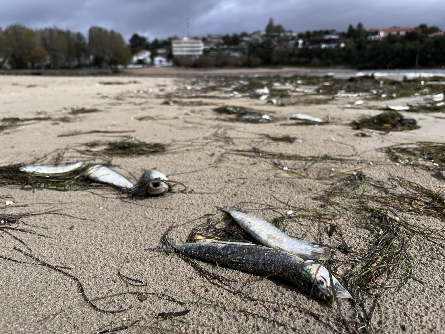 La Consellería do Mar investiga la aparición de centenares de sardinas muertas en la playa de Ares