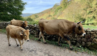 La enfermedad hemorrágica epizoótica deja una decena de vacas muertas en Galicia