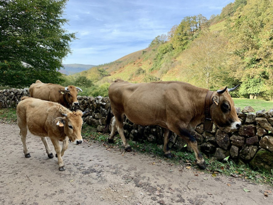 La enfermedad hemorrágica epizoótica deja una decena de vacas muertas en Galicia
